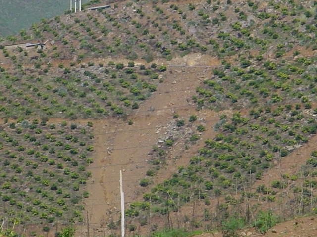 Ladera plantada en alta pendiente con una cárcava que la cruza: el uso excede la capacidad del suelo.